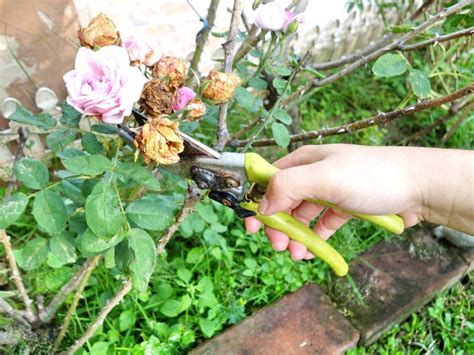 Pruning and Deadheading Distant Drums roses